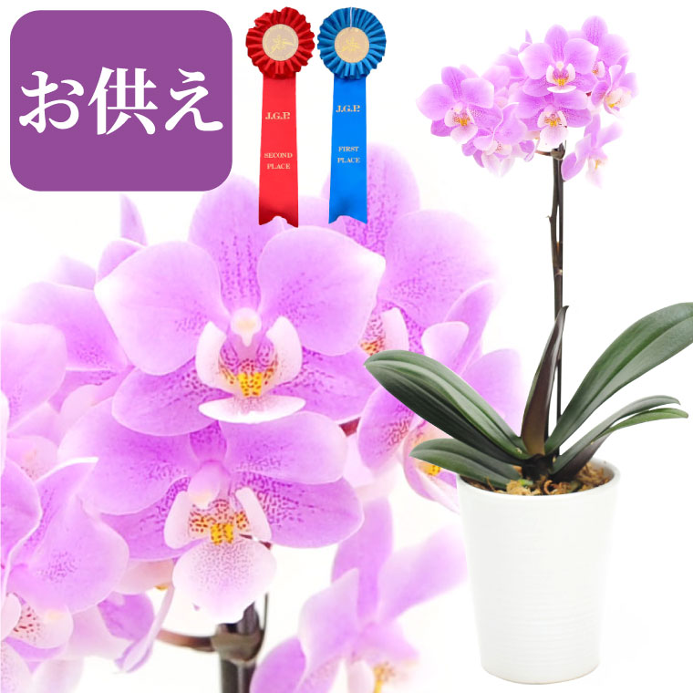 楽天市場 お供え 胡蝶蘭 丈夫で長持ち する鉢花 選べる マイクロ胡蝶蘭 一周忌 お供え物 贈り物 仏花 お悔やみ ミニ胡蝶蘭 花鉢 プレゼント ラン お花 ミディ胡蝶蘭 小さい 鉢植え 花 ギフト 月命日 お供え花 お盆 初盆 新盆 横浜 花まりか フラワーギフト店