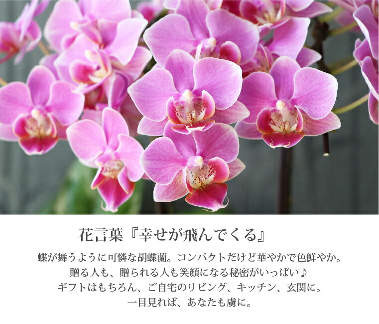 鉢植え 花 長持ち お手入れ簡単 ミニ胡蝶蘭 ギフト 父の日 花鉢 胡蝶蘭 母の日 鉢植え 花 生花 鉢花 ミディ胡蝶蘭 5 5号 3f 陶器鉢 洋蘭 らん 義母 誕生日 プレゼント 女性 還暦祝い 古希 お祝い 喜寿 祝い 傘寿 米寿 開店祝い