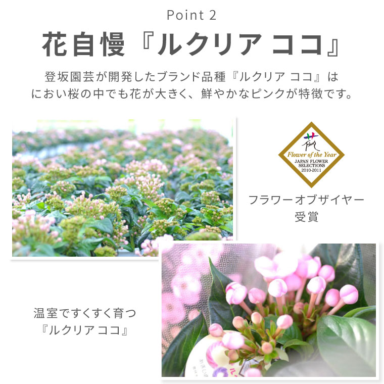 楽天市場 フラワー オブ ザ イヤー受賞 花 鉢植え ギフト 鉢花 登坂園芸の におい桜 ルクリア ココ 5号鉢 花鉢 プレゼント 生花 誕生日 プレゼント 贈り物 母親 義母 還暦祝い 女性 古希 お祝い 喜寿 米寿 傘寿 孫 祖母 おばあちゃん 横浜 花まりか フラワー