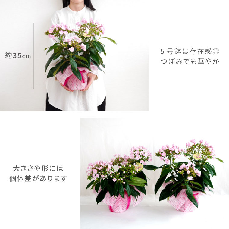 楽天市場 フラワー オブ ザ イヤー受賞 花 鉢植え ギフト 鉢花 登坂園芸の におい桜 ルクリア ココ 5号鉢 花鉢 プレゼント 生花 誕生日 プレゼント 贈り物 母親 義母 還暦祝い 女性 古希 お祝い 喜寿 米寿 傘寿 孫 祖母 おばあちゃん 横浜 花まりか フラワー