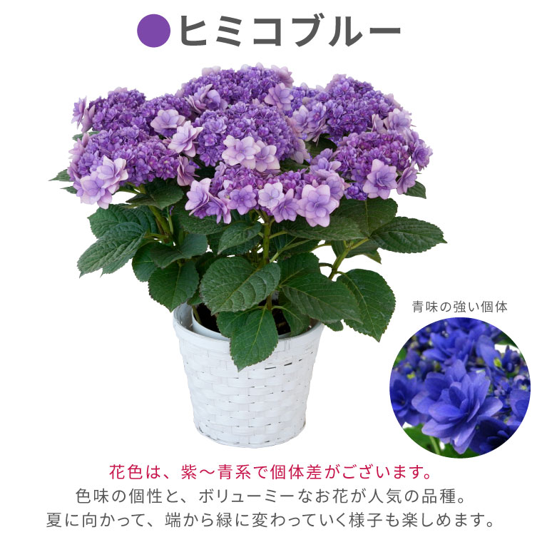 楽天市場 母の日 鉢植え ギフト 花 鉢花 丈夫で育てやすい 登坂さんの アジサイ 5号鉢 室内 あじさい 花鉢 プレゼント カーネーション以外 生花 贈り物 紫陽花 珍しい 品種 母親 還暦祝い 赤い 紫 古希 義母 誕生日プレゼント お祝い 50代 60代 70代 敬老の日 横浜