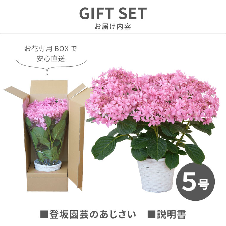 楽天市場 母の日 鉢植え ギフト 花 鉢花 丈夫で育てやすい 登坂さんの アジサイ 5号鉢 室内 あじさい 花鉢 プレゼント カーネーション以外 生花 贈り物 紫陽花 珍しい 品種 母親 還暦祝い 赤い 紫 古希 義母 誕生日プレゼント お祝い 50代 60代 70代 横浜 花まりか