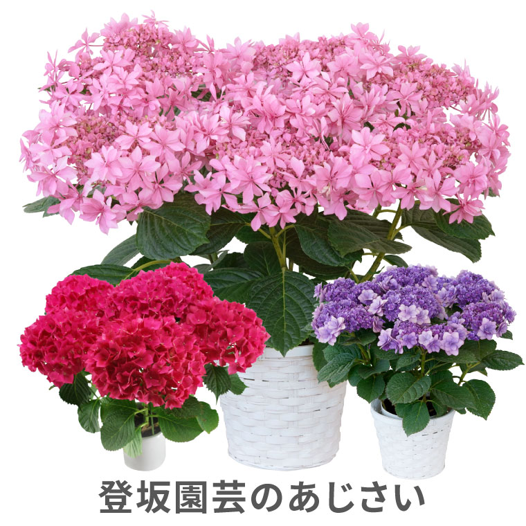 楽天市場 母の日 鉢植え ギフト 花 鉢花 丈夫で育てやすい 登坂さんの アジサイ 5号鉢 室内 あじさい 花鉢 プレゼント カーネーション以外 生花 贈り物 紫陽花 珍しい 品種 母親 還暦祝い 赤い 紫 古希 義母 誕生日プレゼント お祝い 50代 60代 70代 敬老の日 横浜