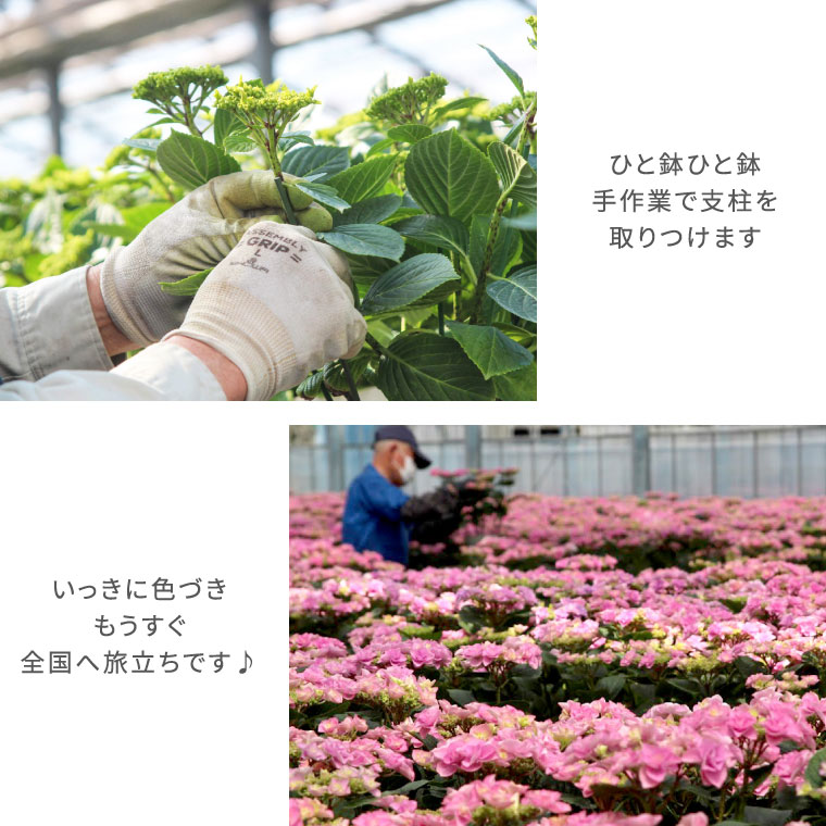 楽天市場 母の日 鉢植え ギフト 花 鉢花 丈夫で育てやすい 登坂さんの アジサイ 5号鉢 室内 あじさい 花鉢 プレゼント カーネーション以外 生花 贈り物 紫陽花 珍しい 品種 母親 還暦祝い 赤い 紫 古希 義母 誕生日プレゼント お祝い 50代 60代 70代 敬老の日 横浜