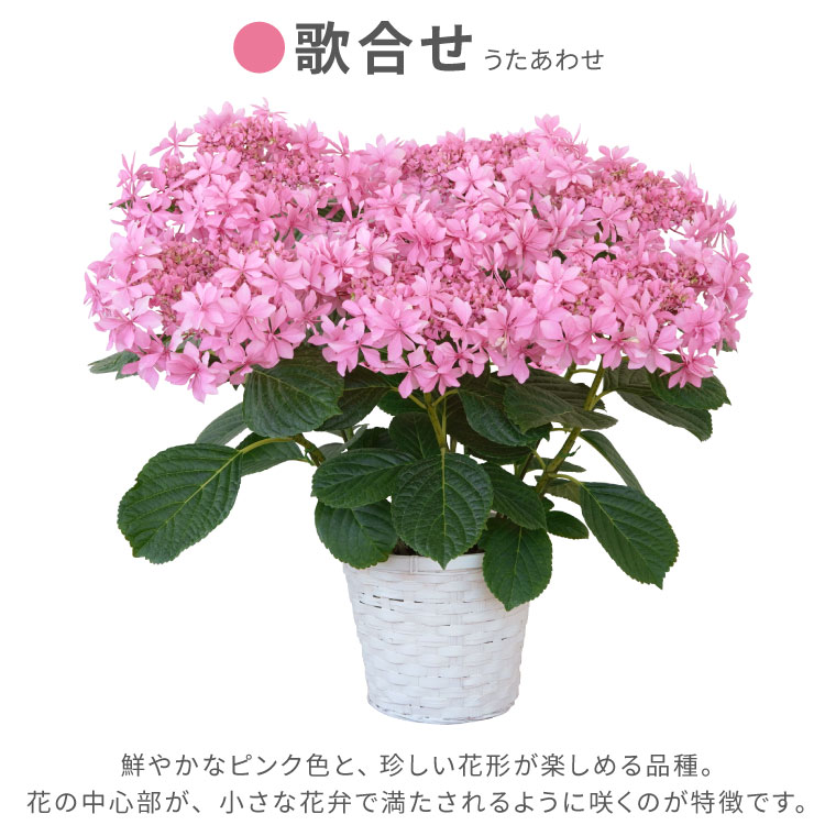 楽天市場 母の日 鉢植え ギフト 花 鉢花 丈夫で育てやすい 登坂さんの アジサイ 5号鉢 室内 あじさい 花鉢 プレゼント カーネーション以外 生花 贈り物 紫陽花 珍しい 品種 母親 還暦祝い 赤い 紫 古希 義母 誕生日プレゼント お祝い 50代 60代 70代 敬老の日 横浜