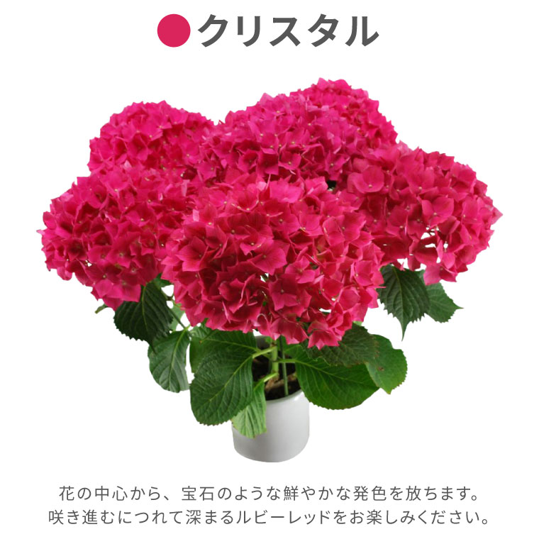 楽天市場 母の日 鉢植え ギフト 花 鉢花 丈夫で育てやすい 登坂さんの アジサイ 5号鉢 室内 あじさい 花鉢 プレゼント カーネーション以外 生花 贈り物 紫陽花 珍しい 品種 母親 還暦祝い 赤い 紫 古希 義母 誕生日プレゼント お祝い 50代 60代 70代 敬老の日 横浜