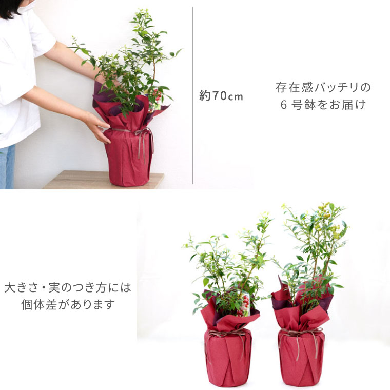 楽天市場 父の日 鉢植え 果樹 ブルーベリー 無農薬 育てる 果樹鉢 ピンクレモネード 果樹苗 父の日ギフト 花 苗木 ギフト 実付き フルーツ 鉢 鉢花 長持ち 栽培 家庭菜園 果実 果物 苗 義父 お父さん 父親 父 誕生日 プレゼント おしゃれ