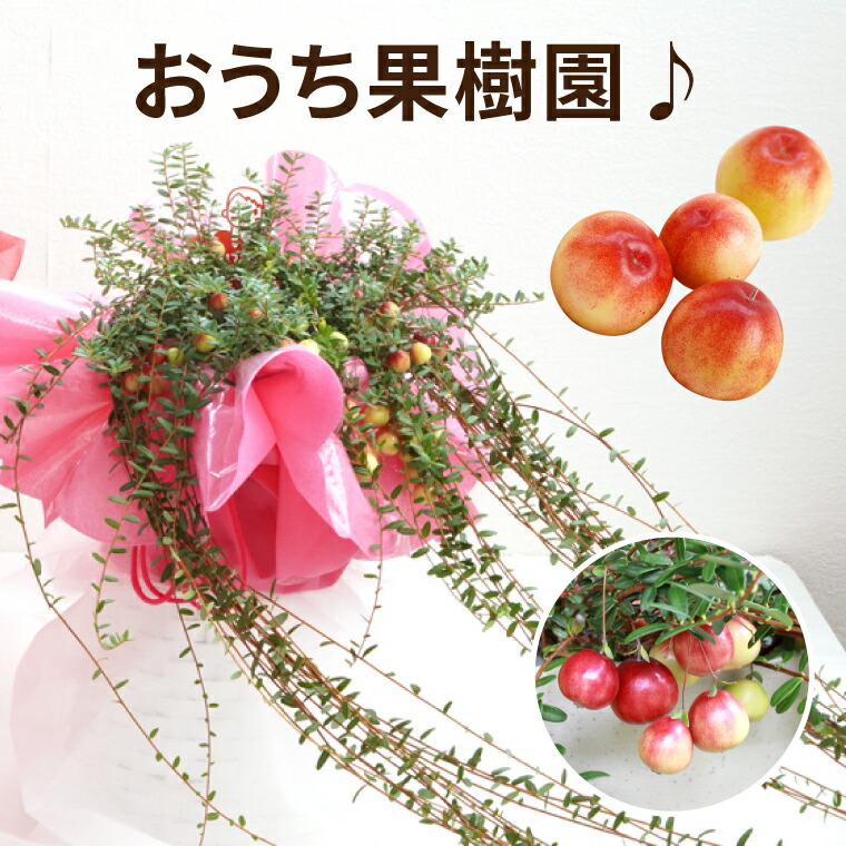 安心の定価販売 敬老の日 鉢植え プレゼント 花 鉢 選べる イチジク と ツルコケモモ鉢植え 義母 誕生日プレゼント 母親 60代 女性 70歳 50代 祖母 還暦祝い 古希祝い 喜寿 米寿 お祝い 開店祝い 果樹 ギフト 果樹鉢 観葉植物 友人 引っ越し祝い いちじく 無花果