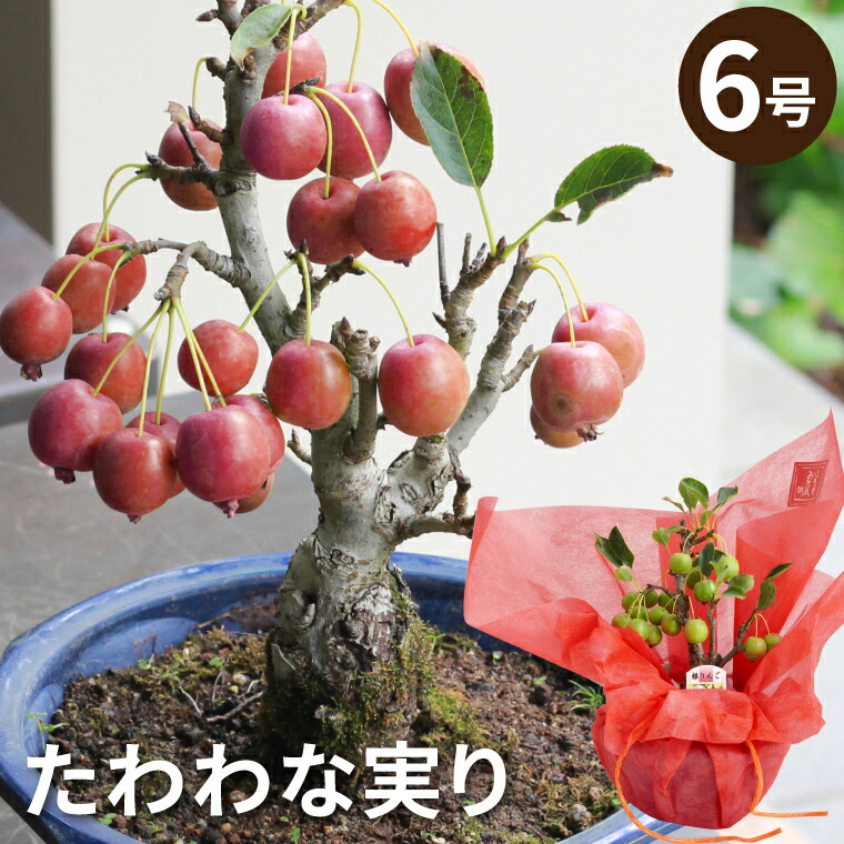 安心の定価販売 敬老の日 鉢植え プレゼント 花 鉢 選べる イチジク と ツルコケモモ鉢植え 義母 誕生日プレゼント 母親 60代 女性 70歳 50代 祖母 還暦祝い 古希祝い 喜寿 米寿 お祝い 開店祝い 果樹 ギフト 果樹鉢 観葉植物 友人 引っ越し祝い いちじく 無花果