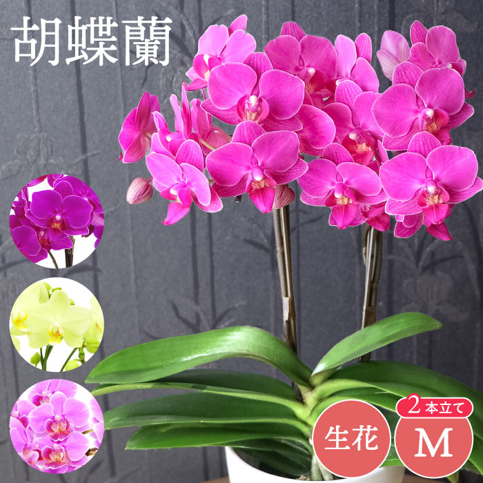 楽天市場】鉢 花 定年退職 祝い プレゼント 『椎名洋ラン園直送 ミディ