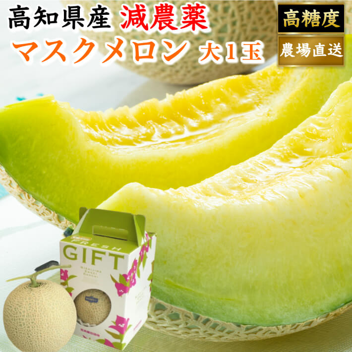ギフト 高知県産 贈答用 高級マスクメロン 土佐の楽園 大玉(約1,5ｋｇ) お取り寄せ 誕生日 プレゼント 高級 フルーツ 果物 送料無料