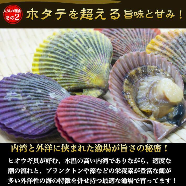 ホタテ一段と激しい ヒオウギ貝殻 真赭扇面貝 25枚 長太郎貝 愛媛県クリエーション 貨物輸送無料 凝結よろしい 貰い物 美食家 お御祭 q 海鮮 海産その儀 Luxcara Com