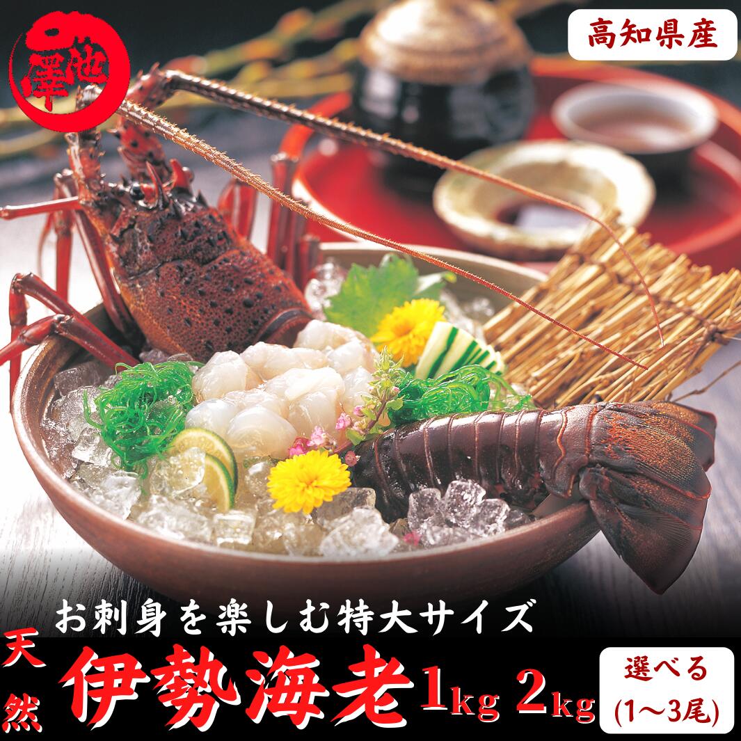 【楽天市場】高知県産 天然 伊勢海老 500ｇ（選べる1〜2尾） お刺身 活冷凍 イセエビ 無選別 訳あり 高級食材 海鮮 BBQ おせち 御歳暮  ギフト グルメ 誕生日 プレゼント 海鮮 海産物 お取り寄せ お取り寄せグルメ 送料無料 最強配送 : 土佐カツオとうなぎ通販 ...