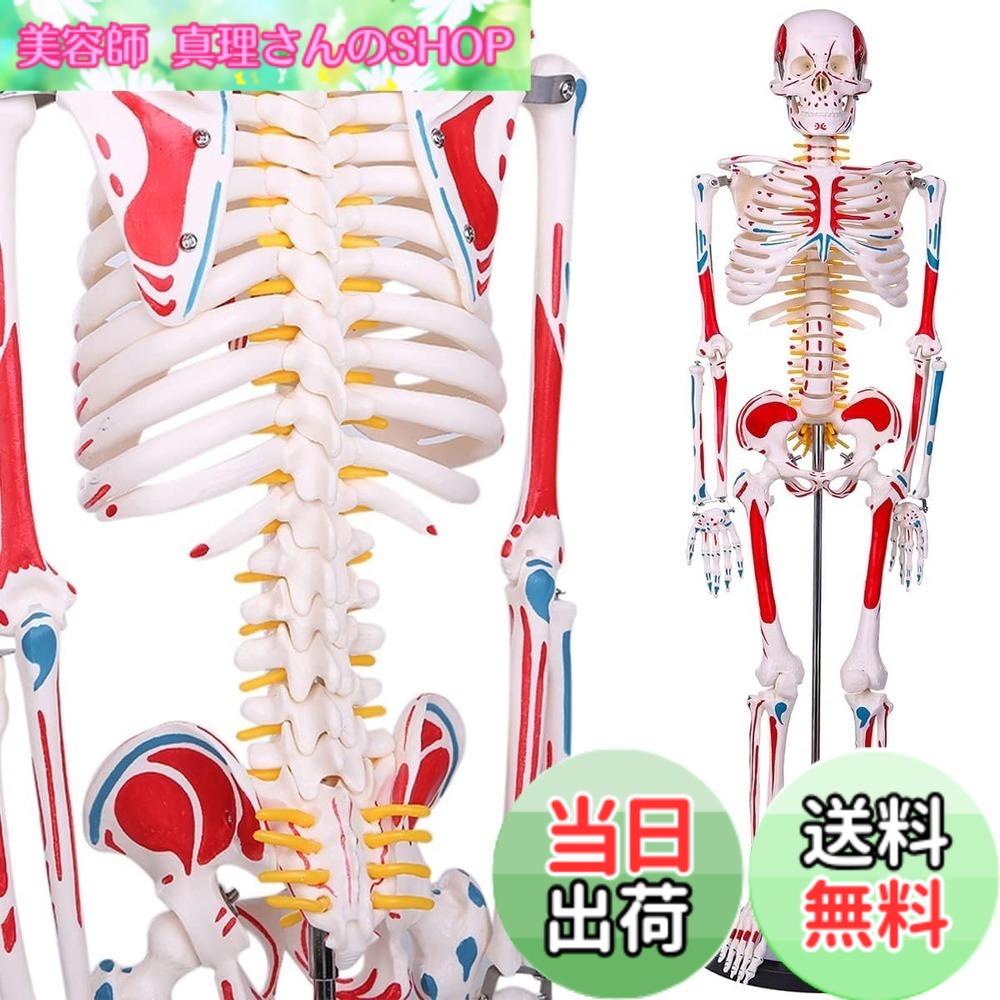 【貨物輸送無料】【自然科学治療法士締めくくる】人身枠組みひな型 高慥かさ1/2人身真似形 腕力起始／差し止める色書きあらわす型 85cM 照明ランプ付き添い人 教材 刀圭