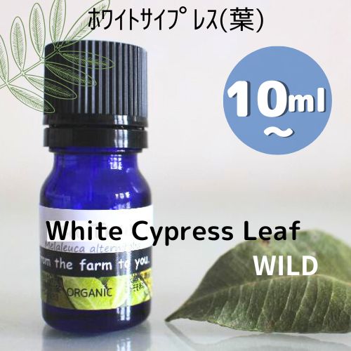 白いことサイプレス（葉）揮発油 ♪10ml, 30ml, 100ml気取らない♪100％純然たる エッセンシャルオイル松の葉に甘さとスッキリ口さかしいさを加えた芳ばしさ気味合いを落ち着かせる♪腕力痛の楽になることアロマオイル