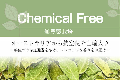 50 Off ユーカリ ダイブス精油 100ml Br 無農薬 虫よけ 爽快感 Br 呼吸器系への働き 殺菌 消臭 鎮静 Br 100 ピュア エッセンシャルオイル Br オーストラリアから直輸入 アロマオイル Br 大容量 新作モデル Www Eh Net Sa