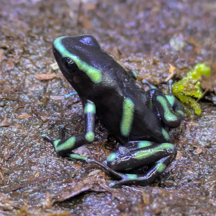 [同梱不可] 毛の荒物 マダラヤドクガエル パルマルノルテ 【mqe】