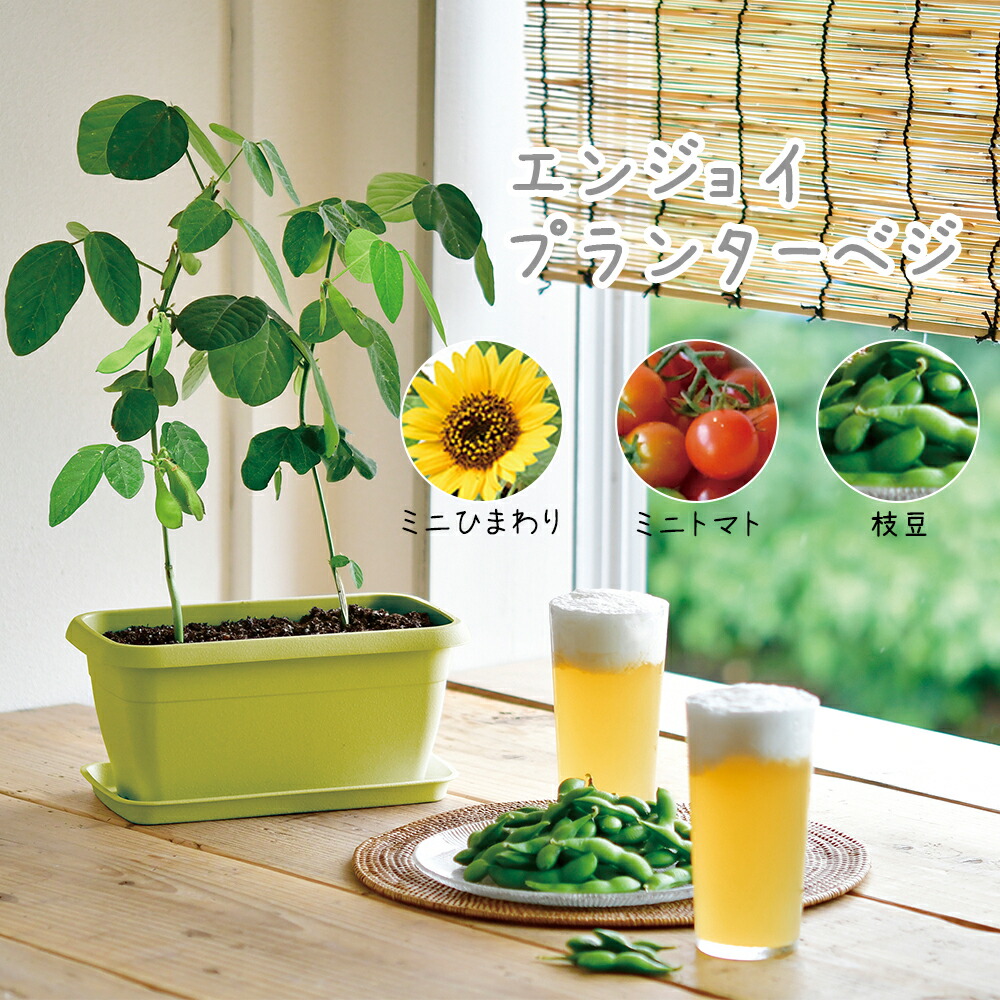 楽天市場】リトルガーデンVer．2 ヒマワリチャン ひまわり 栽培