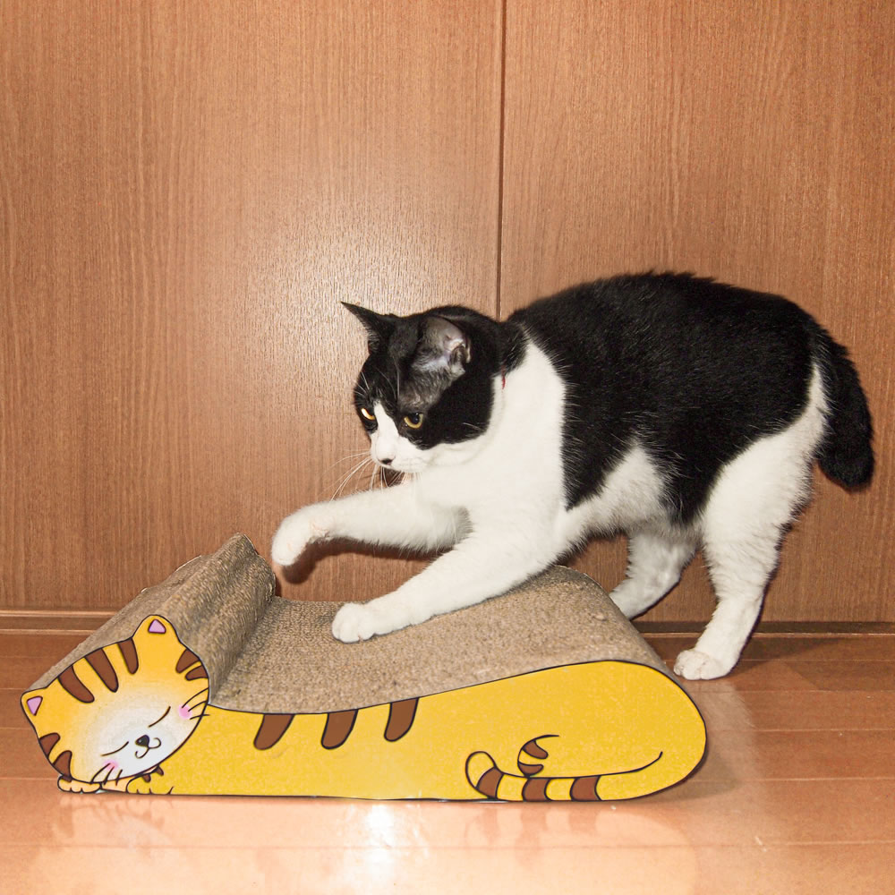 楽天市場 ねこの爪とぎ 居眠りにゃんこ 猫 ネコ にゃんこ 猫用品 ペット グッズ 小物 つめとぎ 爪とぎ 爪研ぎ ダンボール 段ボール お洒落 おしゃれ オシャレ 可愛い かわいい カワイイ まるモール 楽天市場店 楽天市場 ねこの爪とぎ 居眠りにゃんこ 猫 ネコ にゃんこ 猫用品 ペット グッズ 小物 つめとぎ 爪とぎ 爪研ぎ ダンボール 段ボール お洒落 おしゃれ オシャレ 可愛い かわいい カワイイ まるモール 楽天市場店