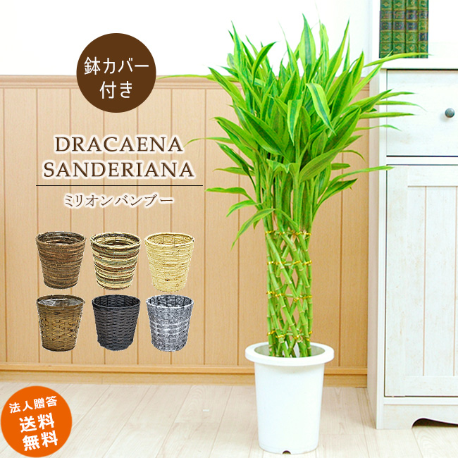 楽天市場】【観葉植物用 プロミック 150g （ハイポネックス 錠剤 肥料）】観葉植物 簡単 hyponex HYPONEX 園芸用品 園芸グッズ :  パキラと観葉植物専門店 Marubun