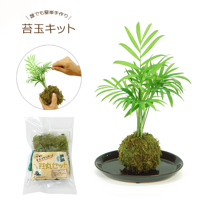 楽天市場 お手軽 手作り 苔玉キット観葉植物 おしゃれ インテリア こけだま コケ玉 インテリア モスワーク パキラと観葉植物専門店 Marubun