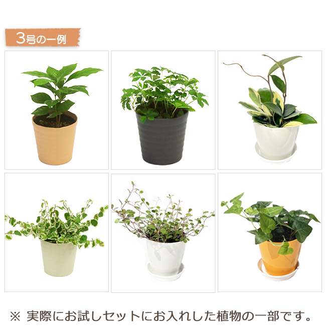 観葉植物 お試し3点セット 卓上サイズ おしゃれ インテリア 初心者 人気 おまかせ プレゼント 女性 男性 Educaps Com Br