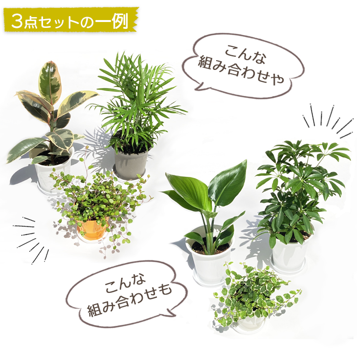 観葉植物 お試し3点セット 卓上サイズ おしゃれ インテリア 初心者 人気 おまかせ プレゼント 女性 男性 Educaps Com Br