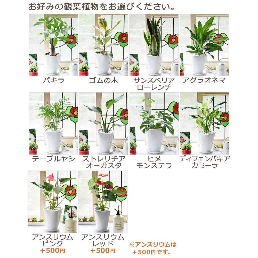 選べる観葉草木10種類 スタイリッシュな陶物野晒発端 卓上ミニサイズ 陶器受け皿ツキ 観葉植物 小型 おしゃれ ファーニチュア 贈り物 御祭 開店 生まれ出る機会 営造 御土産 ラッピング Foxunivers Com