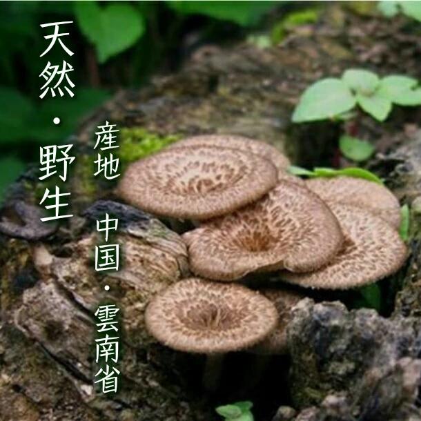 楽天市場】こうたけ（香茸・塩）（500g）南信州産 （少しお待ち