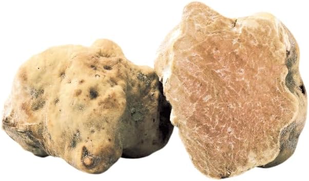 イタリア産 最高級 白トリュフ 11月初旬ごろ入荷予定|食料品のひのや