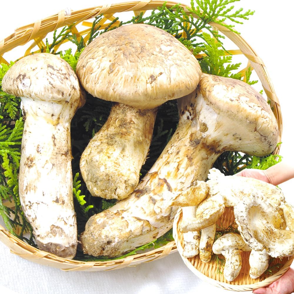 フレッシュ松茸・極品 top2409.jpg
