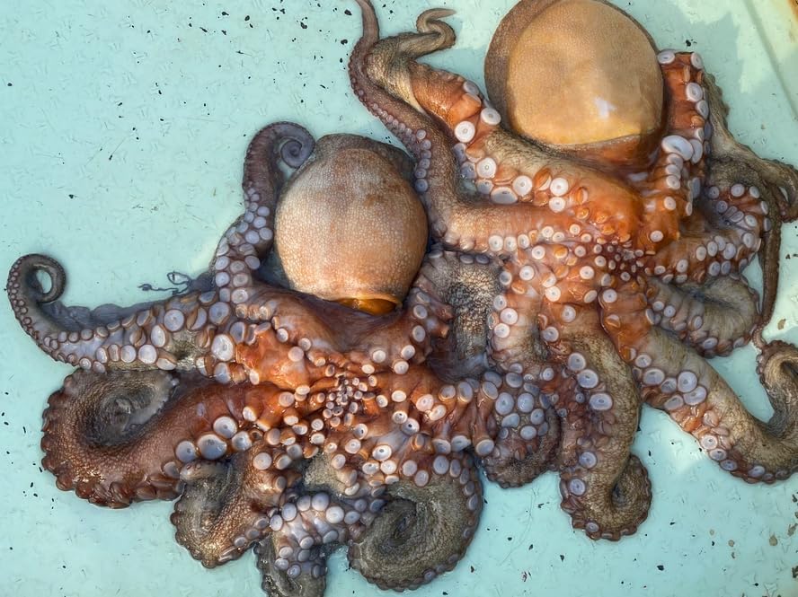 岩手県産 活〆マダコ, 生マダコ, ツボ抜き済み, 約2kg～3kg 冷蔵