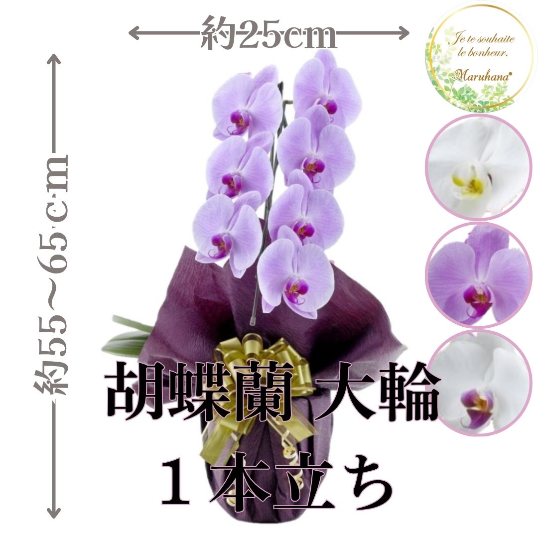 大輪 夢見鳥蘭 1本立ち7輪以上輪（莟込み）【貨物輸送無料】選べる3色 祝い事 お供え 花差し上げ物 お生まれ落ちる日 開店祝 開業祝 工作祝