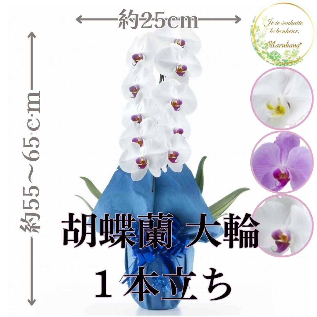 大輪 夢見鳥蘭1本立ち8輪以上輪（蕾込み）【貨物輸送無料】選べる3色 祝賀会 お供え 花差し上げ物 お生まれ落ちる日 開店祝 開業祝 造営祝