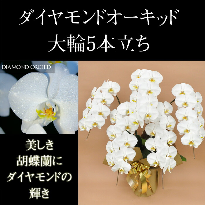 ダイヤモンド 胡蝶蘭5本立ち45輪以上（つぼみ込み）【送料無料】花 ギフト 開業祝 開店祝 移転祝い お誕生日 各種ギフト お供えに｜ＳＨＯＰマルハナ