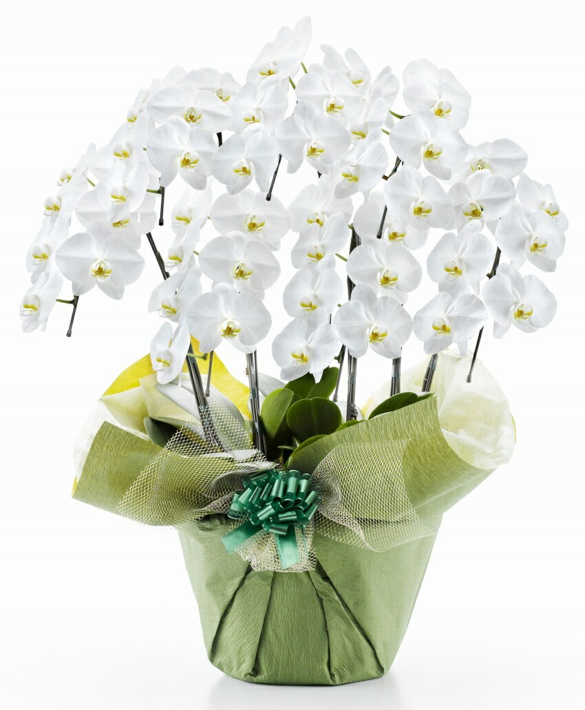 年最新海外 楽天市場 大輪 胡蝶蘭 7本立ち49輪以上輪 つぼみ込み 送料無料 花 ギフト お歳暮 開業祝 開店祝 移転祝い お誕生日 各種ギフト お供えに ｓｈｏｐマルハナ 再再販 Lexusoman Com