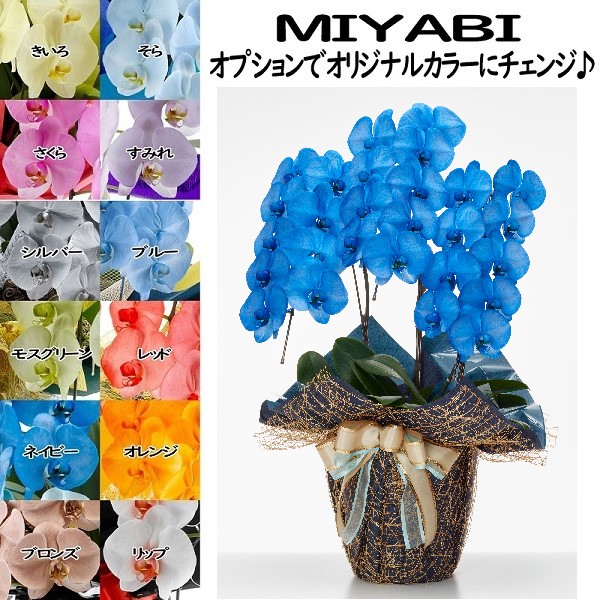色合い夢見鳥蘭 MIYABI ３本立ち２７輪以上莟込み【貨物輸送無料】乳くさい夢見鳥蘭 青碧 花 差し上げ物 盆/新盆/お中元/ 開業祝 開店祝 移し替える祝い事 お生まれ落ちる日 各種差し上げ物 お供えに