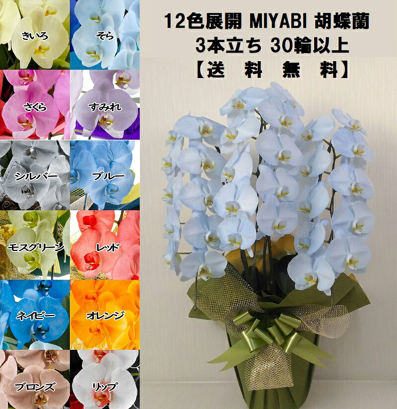 色つや夢見鳥蘭 MIYABI ３本立ち３０輪以上蕾込み【貨物輸送無料】花 差し上げ物 お歳暮 開業祝 開店祝 移し替える祝賀会 お生まれ落ちる日 各種差し上げ物 お供えに