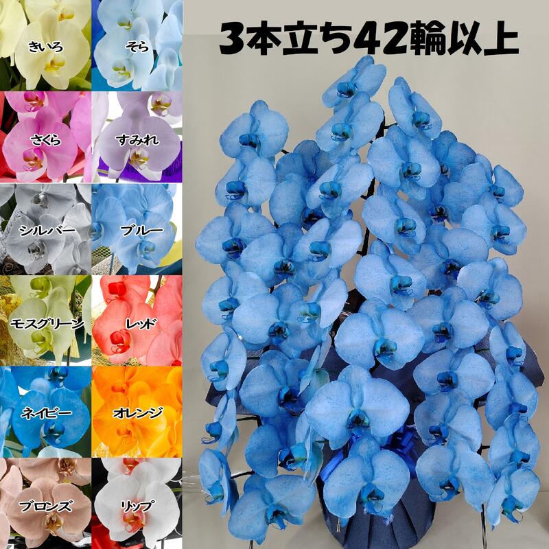 色つや夢見鳥蘭 MIYABI ３本立ち４２輪以上蕾込み【貨物輸送無料】花 差し上げ物 お歳暮 開業祝 開店祝 移し替える祝賀会 お生まれ落ちる日 各種差し上げ物 お供えに