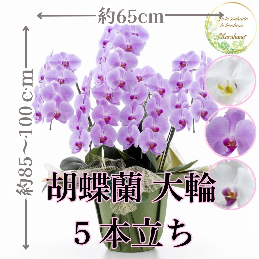 大輪 胡蝶蘭5本立ち40輪以上輪（つぼみ込み）【送料無料】選べる3色 お祝い お供え 花ギフト お誕生日 開店祝 開業祝 新築祝
