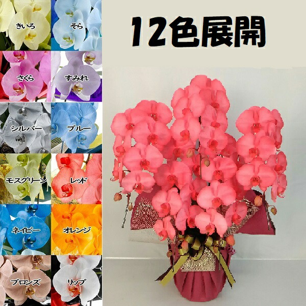 カラー胡蝶蘭 MIYABI ５本立ち４５輪以上つぼみ込み【送料無料】花 ギフト お歳暮 開業祝 開店祝 移転祝い お誕生日 各種ギフト お供えに｜ＳＨＯＰマルハナ