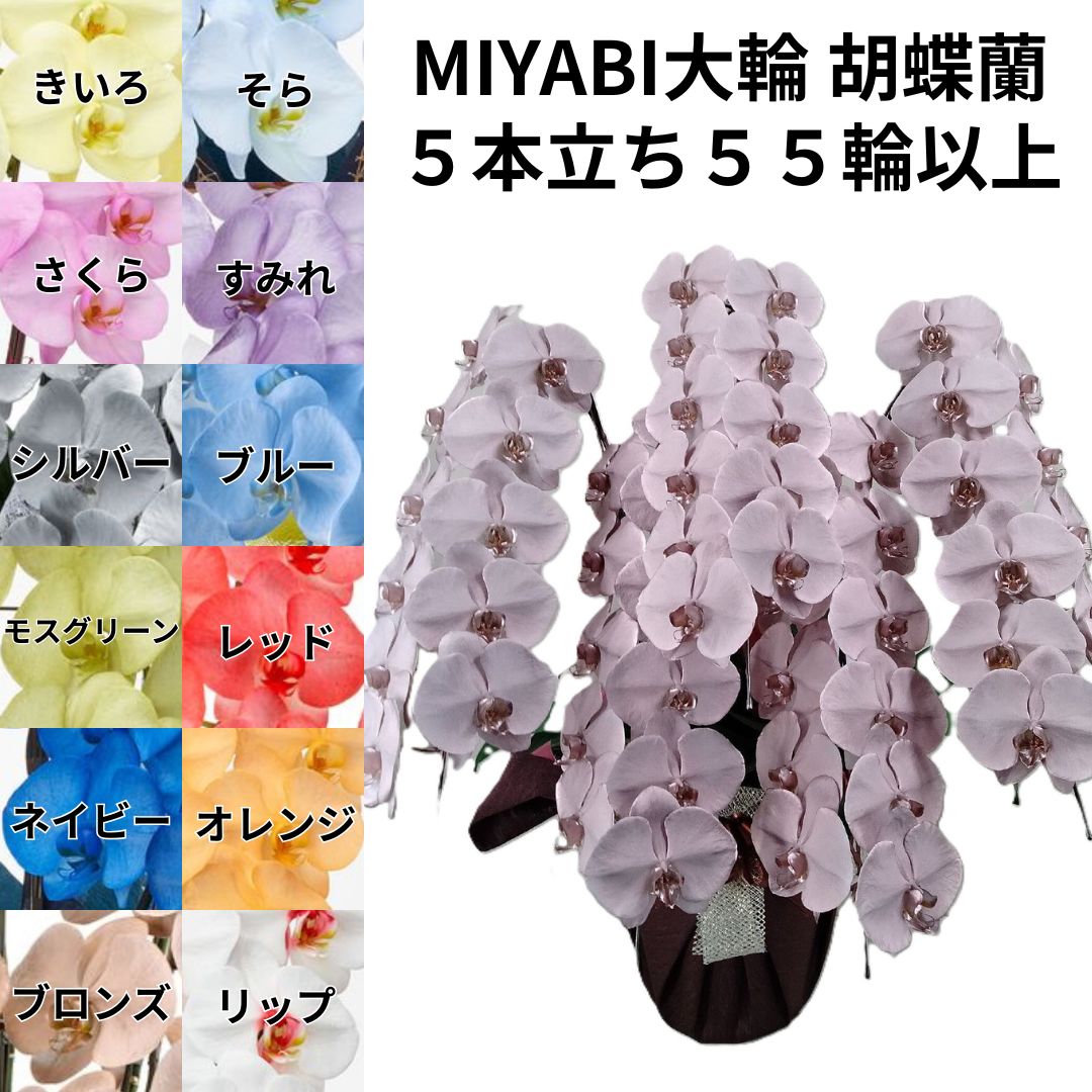 カラー胡蝶蘭5本立ち55輪以上つぼみ込み MIYABI【送料無料】12色展開 青い胡蝶蘭/青/緑/オレンジ/黄色/紫/ブルー/パープル/ゴールド｜ＳＨＯＰマルハナ