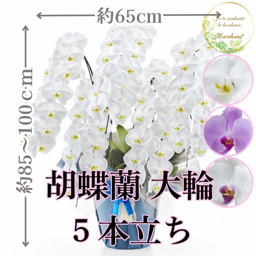大輪 夢見鳥蘭5本立ち65輪以上輪（蕾込み）【貨物輸送無料】選べる3色 祝賀会 お供え 花差し上げ物 お生まれ落ちる日 開店祝 開業祝 造営祝