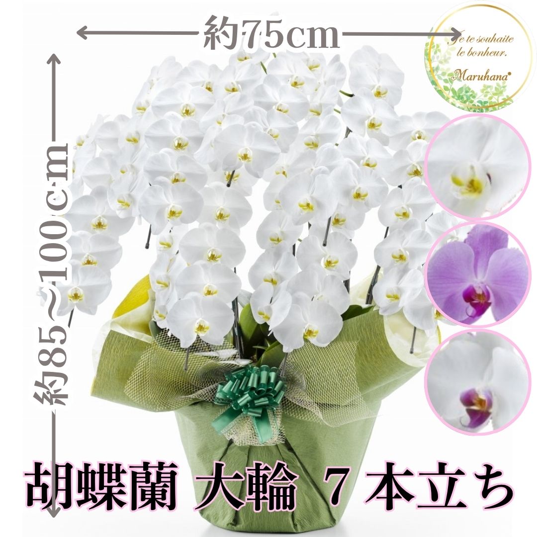 大輪 夢見鳥蘭7本立ち70輪以上輪（莟込み）【貨物輸送無料】選べる3色 祝い事 お供え 花差し上げ物 お生まれ落ちる日 開店祝 開業祝 工作祝
