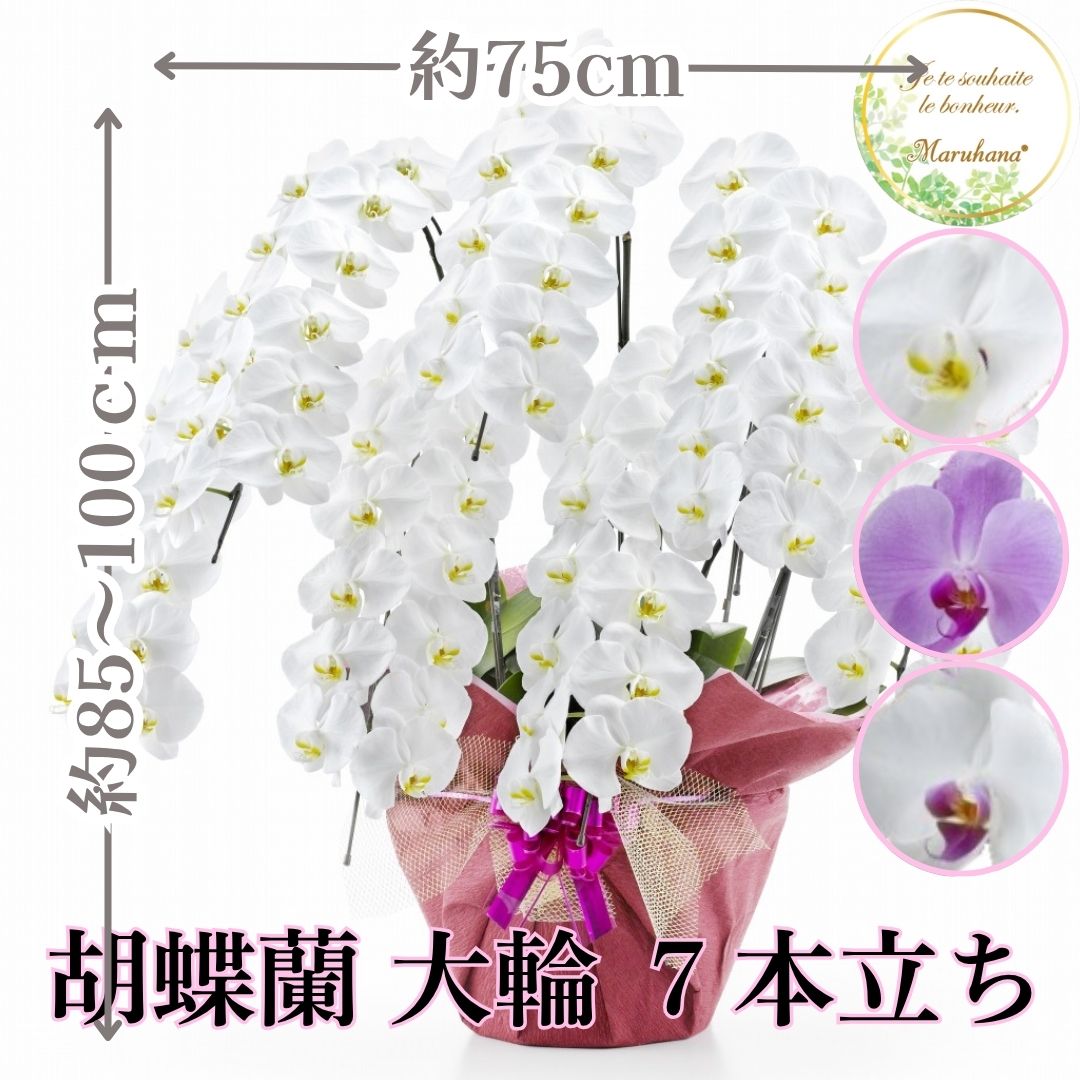 大輪 夢見鳥蘭7本立ち84輪以上輪（莟込み）【貨物輸送無料】選べる3色 祝い事 お供え 花差し上げ物 お生まれ落ちる日 開店祝 開業祝 工作祝