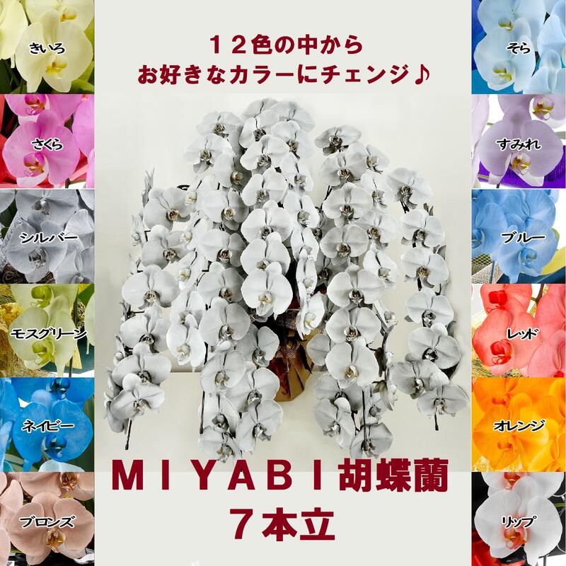 色つや夢見鳥蘭 MIYABI ７本立ち９１輪以上蕾込み【貨物輸送無料】花 差し上げ物 お歳暮 開業祝 開店祝 移し替える祝賀会 お生まれ落ちる日 各種差し上げ物 御盆 お供えに