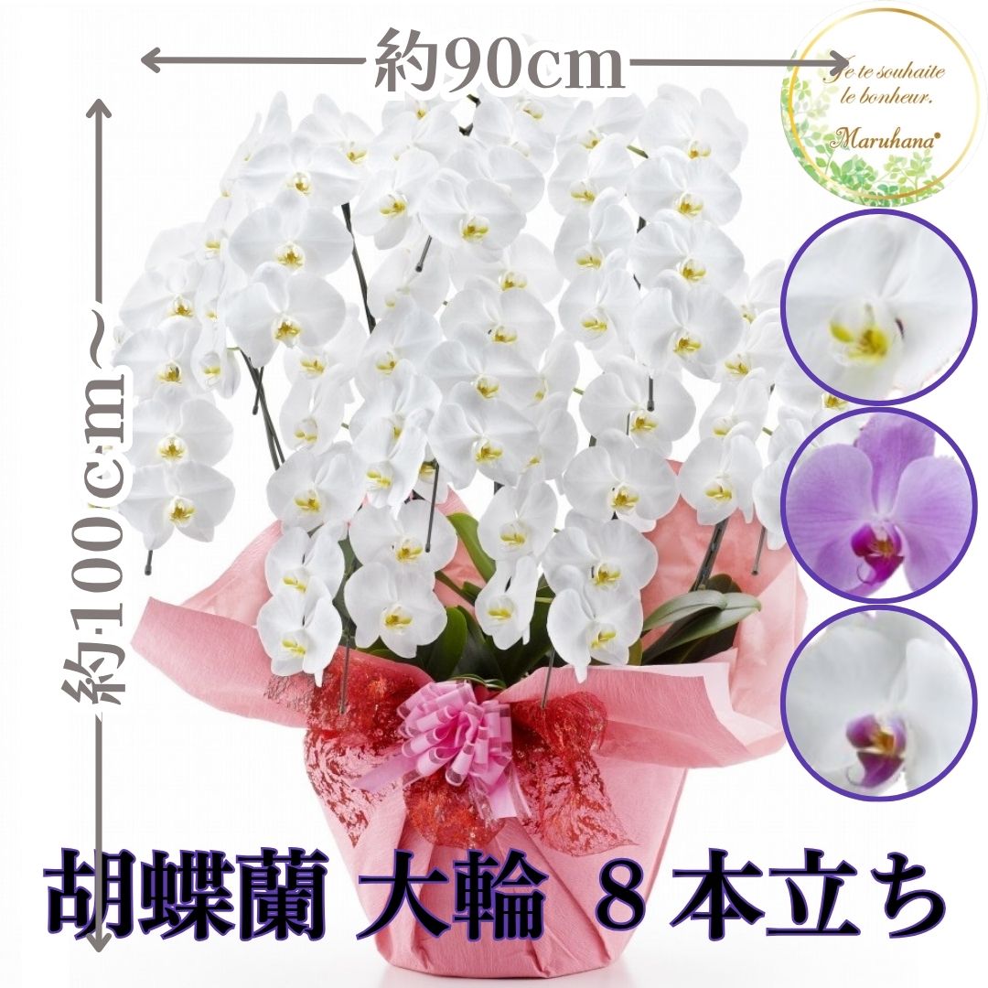 大輪 夢見鳥蘭8本立ち72輪以上（莟込み）【貨物輸送無料】選べる3色 祝い事 お供え 花差し上げ物 お生まれ落ちる日 開店祝 開業祝 工作祝