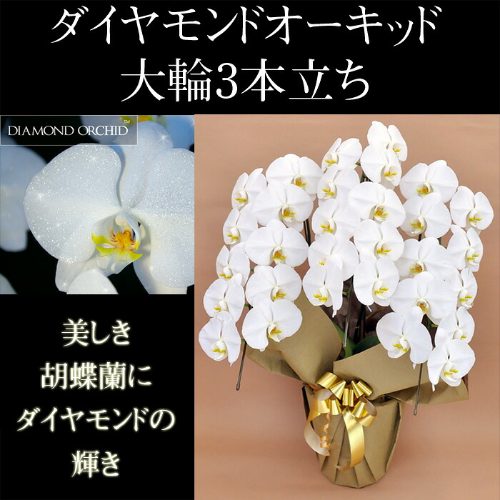 ダイヤモンド胡蝶蘭3本立ち27輪以上(つぼみ込み)【送料無料】花 ギフト お歳暮 開業祝 開店祝 移転祝い お誕生日 各種ギフト お供えに|SHOPマルハナ