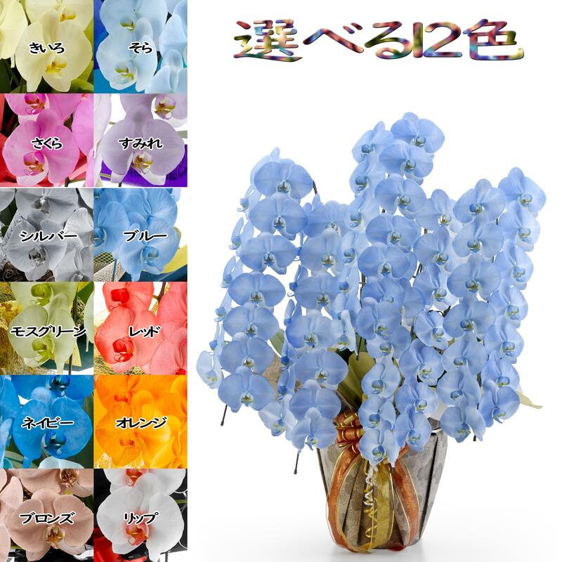 楽天市場】カラー胡蝶蘭 MIYABI 5本立ち60輪以上つぼみ込み【送料