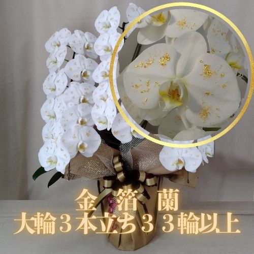 金箔胡蝶蘭(金箔蘭) 大輪 白3本立ち33輪以上(つぼみ込み)【送料無料】花 ギフト お歳暮 開業祝 開店祝 移転祝い お誕生日 各種ギフト お供えに|SHOPマルハナ